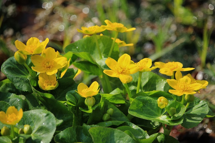 水芭蕉とともに見る、深山の春の名花であるリュウキンカの花々の美しさは、いつ見ても別格であり奥深さが違います（２０２３年４月１８日）。