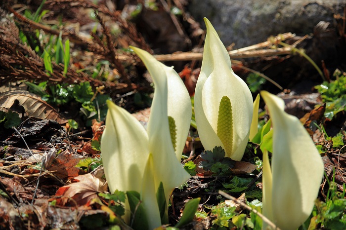 リュウキンカのそばには、美しい水芭蕉の姿が見られるのも、尾瀬国立公園内のかけがえのない湿原の姿です（桧枝岐川渓谷にて・２０２３年４月１８日）。