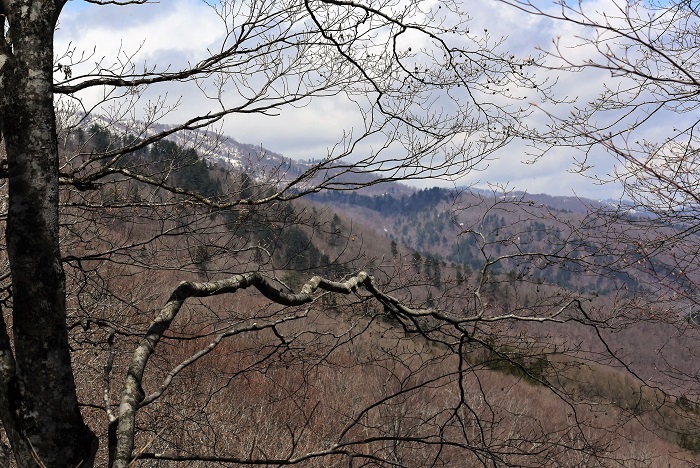 山菜採りの途中にて。まだまだ気温も低く残雪も残る、深山霊峰の山歩きでした（２０２３年４月１９日）。