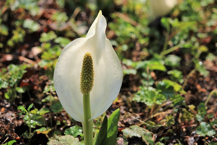 桧枝岐川渓谷に咲く一凛の水芭蕉。フキノトウから続く待望の春の自然の景観です（桧枝岐川渓谷にて・２０２３年４月１８日）。