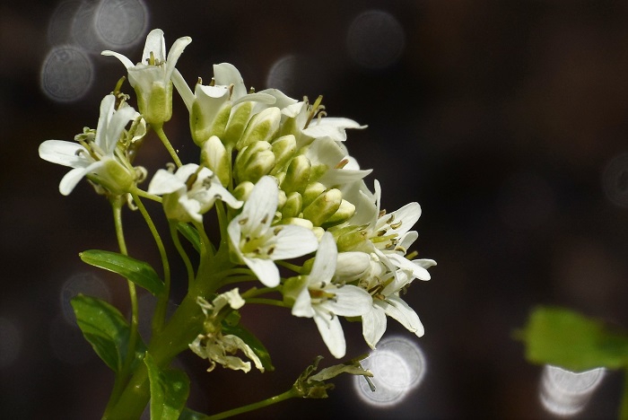 夏の蕎麦の花にも似ている山ワサビの花。深山の春の景観を彩るその美しい姿は、いかにその山ワサビのそばを流れる水が清らかで美しい水であるかを物語っているかのようです（２０２３年４月２４日）。