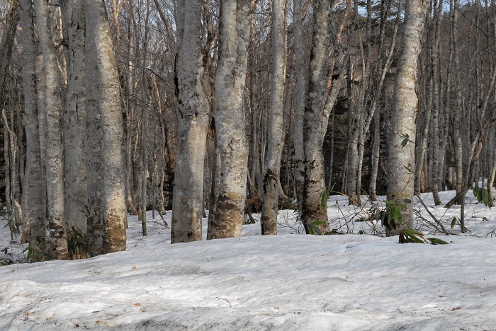 この季節としては尾瀬ブナ平の残雪は、予想通り平年よりも少ない状況でした（２０２３年４月２８日）。