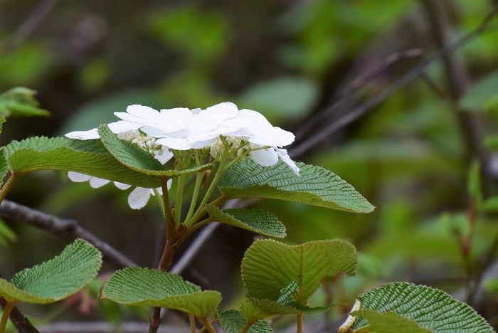 オオカメノキの目の覚めるような美しさの春の花々の景観です。新緑の中でひときわ美しさが輝くオオカメノキの花々からは春の季節の素晴らしさが感じられます（２０２３年５月６日）。