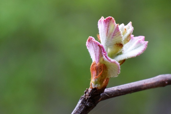 山ブドウの新芽の季節は、本当に爽やかな新緑の季節の始まりの季節です。すっぱいですが、おいしい春の味わいです（２０２３年５月６日）。