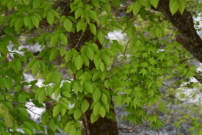 桧枝岐川を見下ろすブナの木とモミジの新緑の光景です。この日、ブナの木の葉もモミジの葉も本当に綺麗な美しい新緑の姿でした（２０２３年５月６日）。