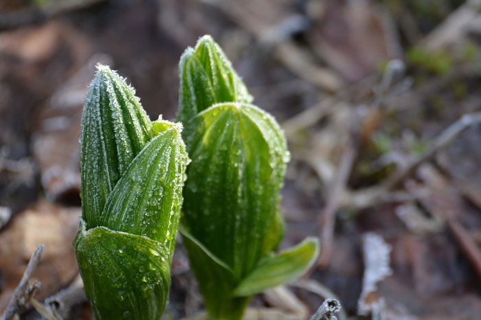 深夜から朝方にかけて相当に冷え込んだ中での高山植物・コバイケイソウの姿です。今年は、気温の低い日も多いので、尾瀬の特別保護地区などでの霜の被害も心配ですね（２０２３年５月９日）。