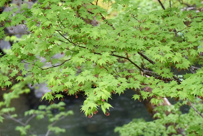 桧枝岐川を見下ろす鮮やかなモミジの新緑の光景は、本当に美しいものでした。春の新緑から夏の濃い緑、秋の光り輝く紅葉まで、モミジは四季の自然の素晴らしさを教えてくれているようです（２０２３年５月６日）。