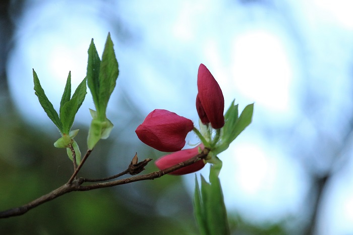 この日の朝訪れたモーカケの滝は、まさに春の花々の季節到来といった感じの美しく綺麗な花々の光景が見られた朝でした（２０２３年５月１０日）。