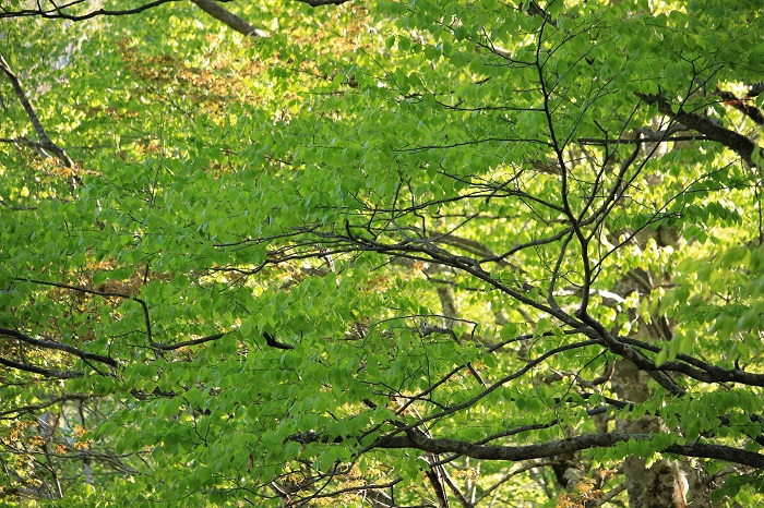 尾瀬・ブナ坂の新緑はこの頃、より一層輝きを増しているようでした（２０２３年５月９日）。