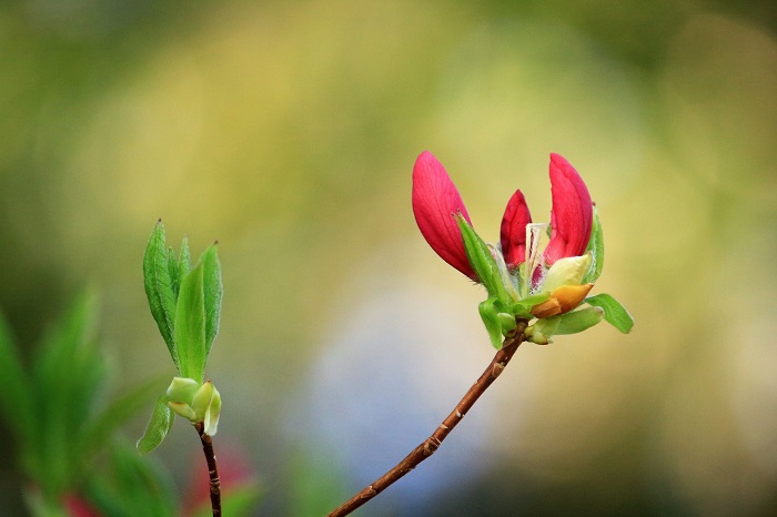 ツツジは、どんなツツジでも、本当に美しく綺麗な花であると思います。大好きな花です（２０２３年５月１０日）。