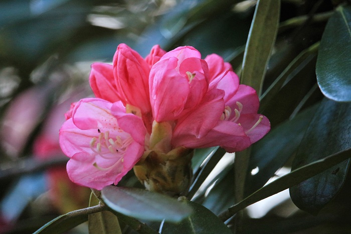 アズマシャクナゲの花々は、新緑の中で、よく見ないとわからないくらい、控えめに、ひっそりと美しく咲いているものです（２０２３年５月１０日）。