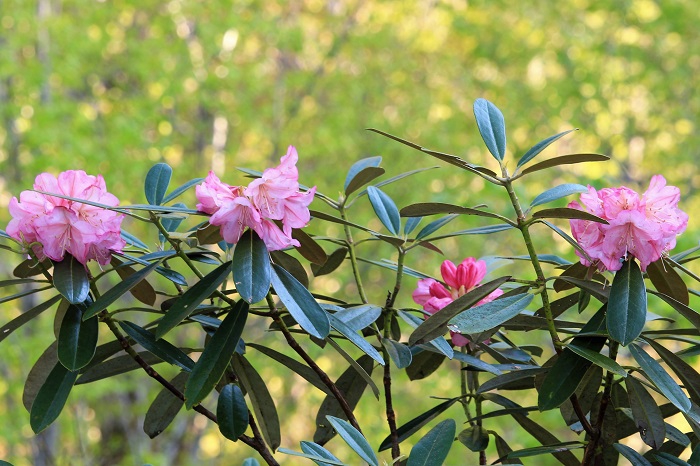 この日の朝は、新緑の中で朝日も浴びて本当に美しく咲く可憐なアズマシャクナゲの花々に出会いました（２０２３年５月１０日）。