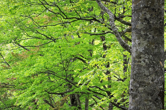 日本の原風景でもある、ブナの原生林の四季の風景。春の輝きを見つめて（尾瀬ブナ坂にて・２０２３年５月１４日）。