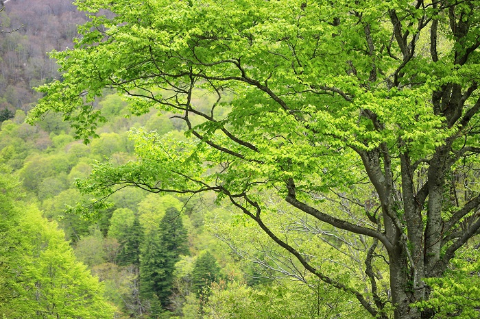 この日、ブナ坂の新緑は本当に素晴らしく、ブナの木はより一層輝きが増しているようでした、（尾瀬ブナ坂にて・２０２３年５月１４日）。