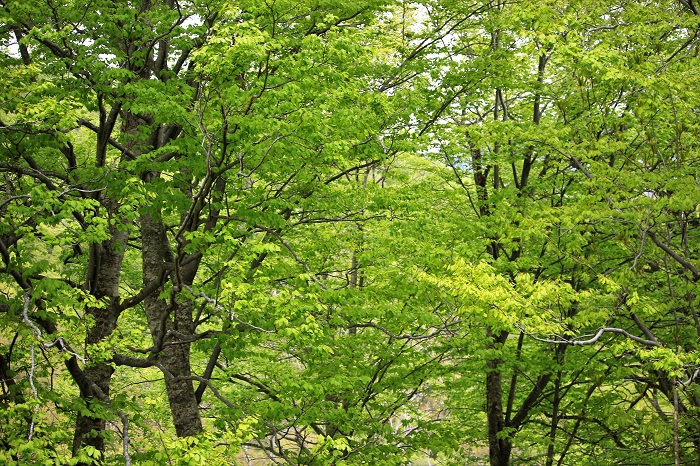 心が洗われる風景であるとともに、目の健康にも良いとされる、原生林の新緑です（尾瀬ブナ坂にて・２０２３年５月１４日）。