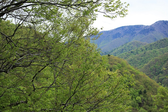 森林山岳面積約９８％の最奥の深山・檜枝岐村です（２０２３年５月１４日）。