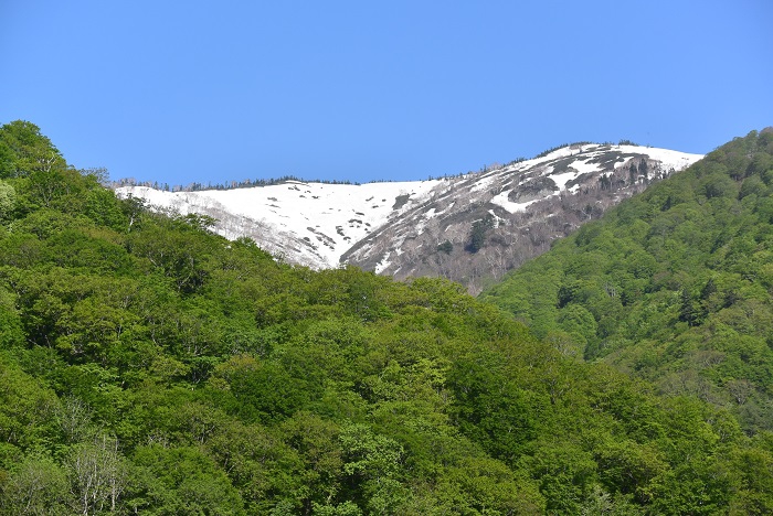 山菜採りの途中で、光り輝く残雪の会津駒ケ岳（標高２１３２．４ｍ）と鮮やかな新緑を望んで（２０２３年５月１８日）。