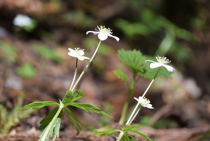 深山霊峰の山菜のそばには、美しい二輪草の群生がよく見られるものです（２０２３年５月１８日）。