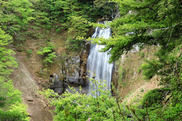 早朝の尾瀬ブナ坂にあるモーカケの滝を望んで。姫子松の美しい枝ぶりとムラサキヤシオツツジの奥に見る滝の流れは、いつ見ても、四季折々に自然の奥深さを教えてくれているように見えます。歴史的にモーカケ火砕流堆積物と尾瀬ブナ平との関係の話はとても興味深い歴史的な話です（２０２３年５月１９日）。