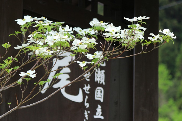 尾瀬野の小さいハナミズキの花々が満開になったのがこの頃でした（２０２３年５月１９日）。