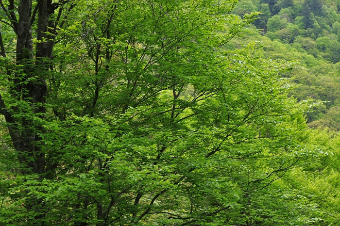 早朝の尾瀬ブナ坂の鮮やかな新緑。厳しい厳冬期の冬の自然を思い浮かべる時、いかにこの季節が素晴らしくかけがえのない季節であり、尊い自然の姿であるかが心に染みわたるような光景でした（２０２３年５月１９日）。