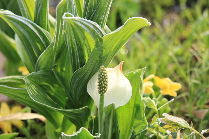 コバイケイソウに寄り添う可憐な水芭蕉の姿です（２０２３年５月２５日）。