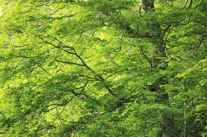 小沢平ブナ樹海ラインの自然の姿は、「奥深い深山霊峰の光景」という表現が似合うほど、豊かな大自然が広がります（２０２３年６月７日）。