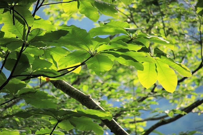 ホオノキの葉が美しい緑になりかけたのが、この頃でした（２０２３年６月７日）。