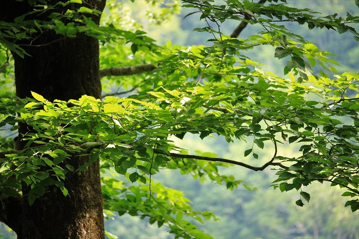 燧ケ岳の麓の原生林を奥に望む、ブナの木の新緑の光景です（２０２３年６月７日）。