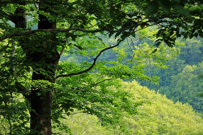 会津駒ケ岳の南西側のブナの原生林を貫く小沢平ブナ樹海ライン。本当に豊かな美しい大自然です。この画像の奥の沢筋を昔は歩いて生活しておりました（２０２３年６月７日）。