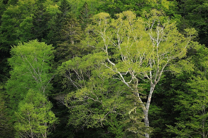 ダケカンバの新緑が本当に鮮やかに見えた小沢平ブナ樹海ラインでした（２０２３年６月７日）。