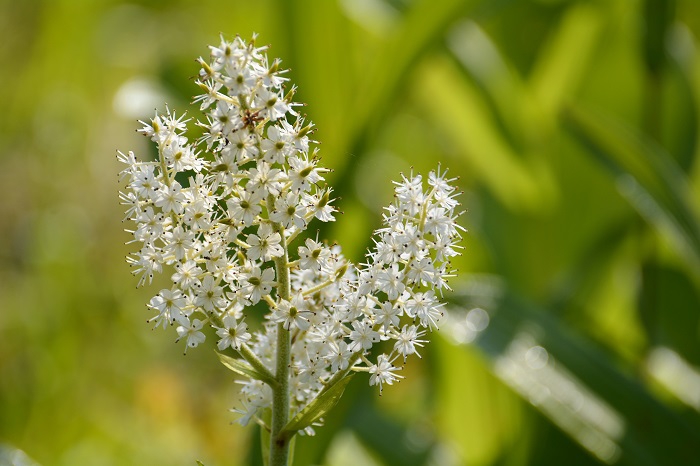 コバイケイソウの花々は、よく見ると本当に綺麗ですね（２０２３年６月２１日）。