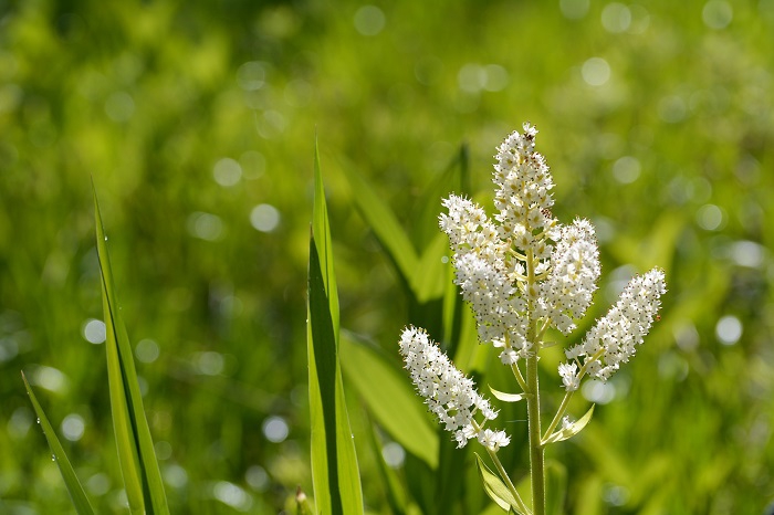 朝日を浴びたコバイケイソウの花は、本当に美しい光景でした（２０２３年６月２１日）。