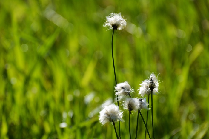 「風に揺れる」・「さわやかな風とともに」など、ワタスゲは爽やかさと涼しい風というイメージがよく似合う夏の名花です（２０２３年６月２１日）。