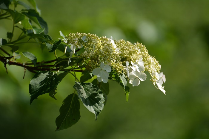 ツルアジサイの美しい開花が見られ始めたのがこの頃でした（２０２３年６月２１日）。