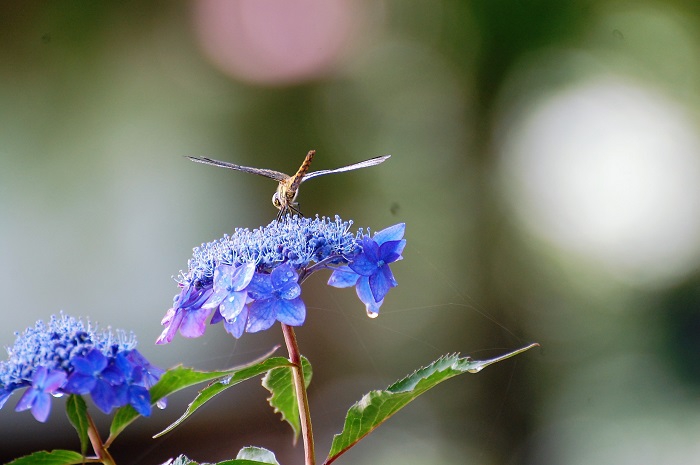 今年は、６月２９日（木）に初めてトンボの姿を見ました。画像は、尾瀬野の花壇にある山アジサイに止まる、トンボの姿です（２０２３年７月１０日）。