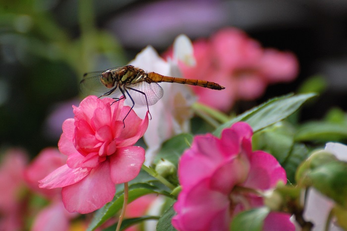 インパチェンスのピンクの花に止まるトンボの姿です（２０２３年７月１０日）。