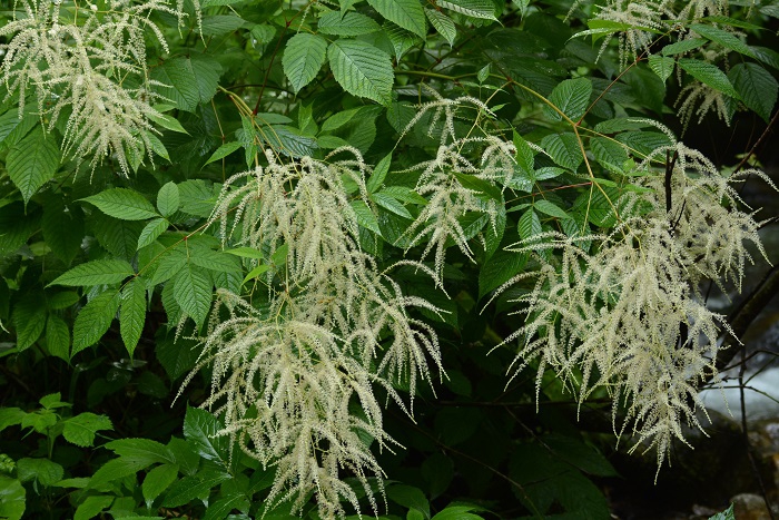 ユキノシタ科のトリアシショウマの美しさが際立っていたのがこの頃でした。花も葉もとても綺麗で、心洗われるような光景でした（小沢平の沢にて・２０２３年７月１２日）。