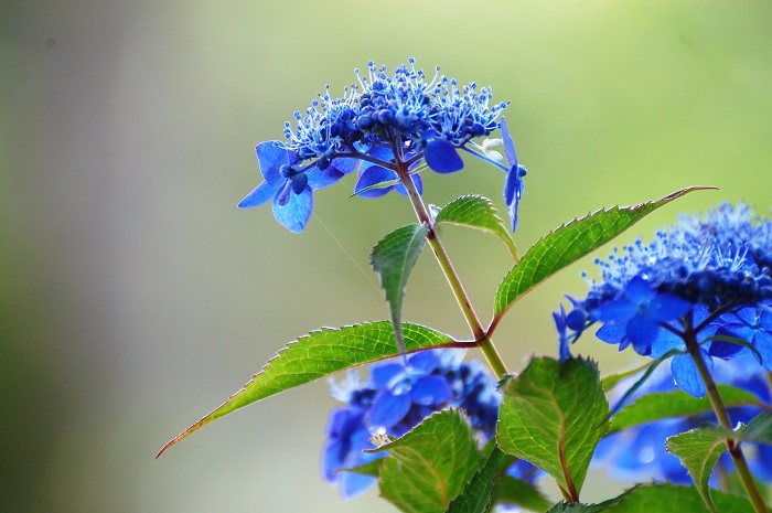 この頃は山アジサイの花々が満開に咲き広がる日々が続きました（２０２３年７月１０日）。