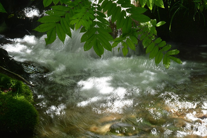 サワグルミの葉の下を流れ落ちる清流。夏でも本当に冷たい清流です（小沢平にて・２０２３年７月１２日）。
