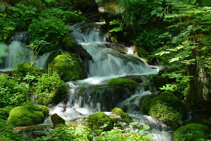 どんなに暑い夏でも、変わることなく清らかな美しい水の流れを魅せる、深山霊峰の水の流れ。標高約９００ｍ以上の檜枝岐村の自然の姿です（２０２３年７月２５日）。