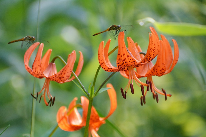 コオニユリに止まる、トンボの姿です。「上を見てもきりがないと、下を見て咲くユリの花」。祖母のエイノおばあさんがコオニユリを見てつぶやく言葉でした（２０２３年７月２５日）。