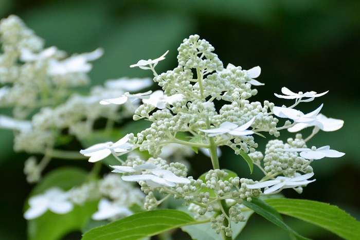 ノリウツギの純白の花々の季節の始まりを見つめて（２０２３年７月２５日）。