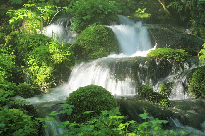 触ると痛い程に冷たい原生林の中の清流の清らかな水。この日の朝の沢筋は、本当に涼しく、美しい清流の流れる光景が見られました（２０２３年８月６日・午前７時５１分）。