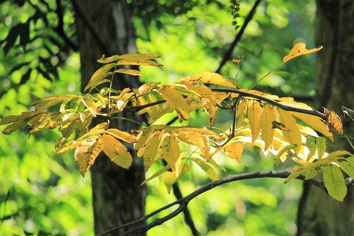 暑い暑いと言っている間にも、自然界の原生林は秋の装いの始まりを迎えている光景に、季節の流れの速さを感じた日々でした（２０２３年８月６日）。