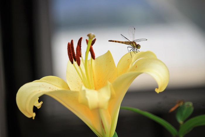 尾瀬野玄関前の黄色いユリの花に止まるトンボの姿です（２０２３年７月２５日）。