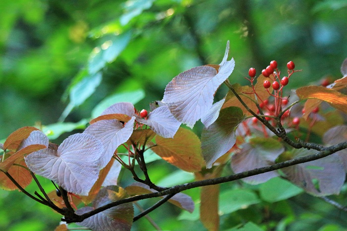 オオカメノキの秋の実が見頃を迎え始め、秋の気配が身近に感じられた日々でした（２０２３年８月１７日）。