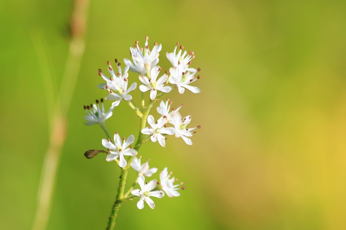 初秋の花々であるイワショウブの白い花々が朝日を浴びて輝く姿は、夏から秋への季節の移り変わりの中で、秋の気配を感じる名花の光景です（２０２３年８月１７日）。