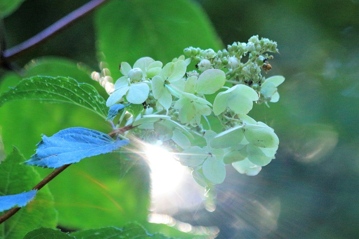 朝日を浴びて光り輝くノリウツギの花々。尊い大自然の本当に美しい姿です（尾瀬国立公園モーカケの滝にて・２０２３年８月２５日）。