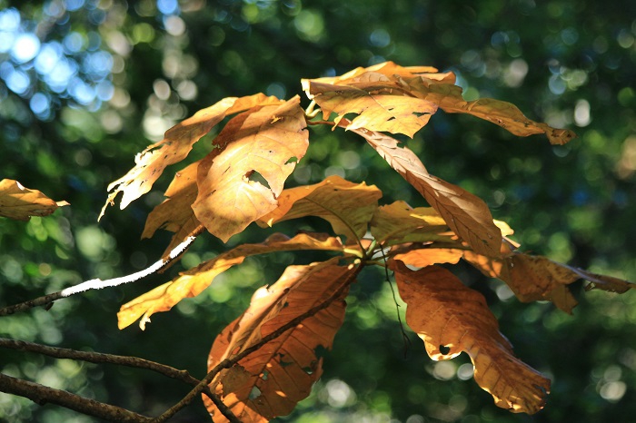 毎年９月の秋の始まりは、このように葉が枯れる様子が、多く見られます。特に、栃の木の葉の枯れる姿が、一番早いようです。紅葉への変化ではなく、葉が枯れてゆくのも、秋の始まりの姿なのです（２０２３年８月２５日）。